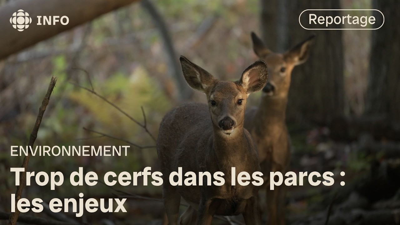 Surabondance de cerfs de Virginie dans les parcs périurbains | La semaine verte