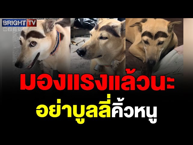 แซวหมาเขียนคิ้ว โดนนุดจับแต่งหน้า เขียนซะหน้าเต๊อะเลย