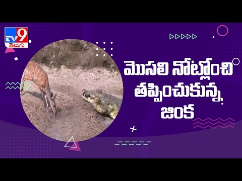 Watch: A deer saves from a crocodile attack in the last moment Watch: A deer saves from a crocodile attack in the last moment
