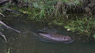 A North American Beaver goes down its northern USA dam, and then another Beaver, to go downstream