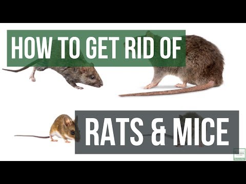 10pc CONTRAC BLOX All Weather Professional Grade Rat Mice Killer Poison Bait 