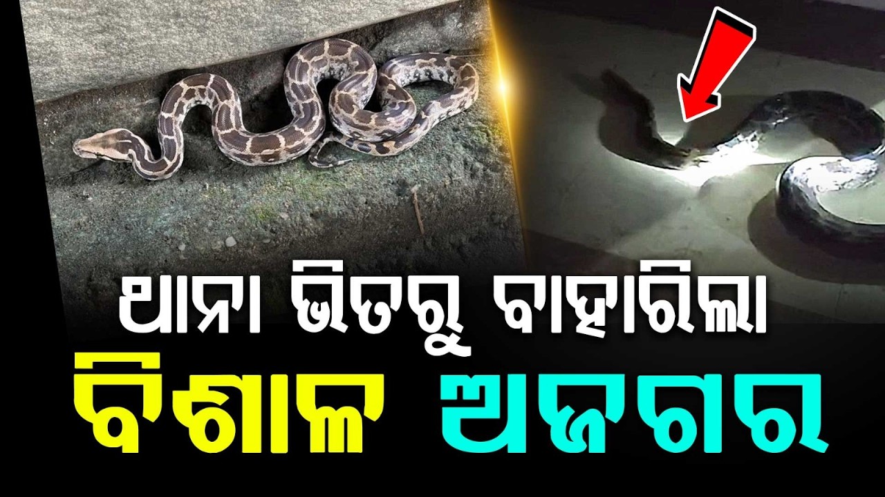 10-Foot Long Python Rescued From Ampani Police Station Premises In Kalahandi | Argus News