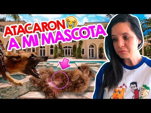 ATACAN a mi MASCOTA en fiesta para PERROS! Está todo grabado! EL MUNDO DE CAMILA
