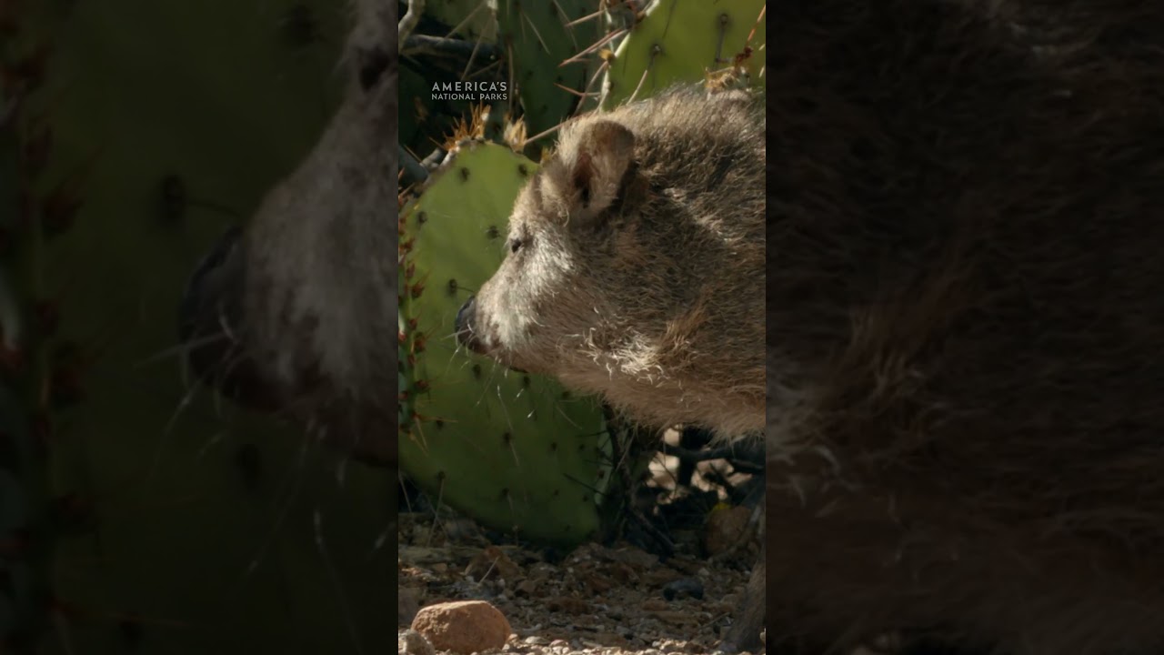 These baby javelinas have the world at their hooves 🥹 #AmericasNationalParks