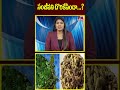 సంజీవని దొరికేసిందా...?? | Sanjeevani root | hmtv  - 00:59 min - News - Video