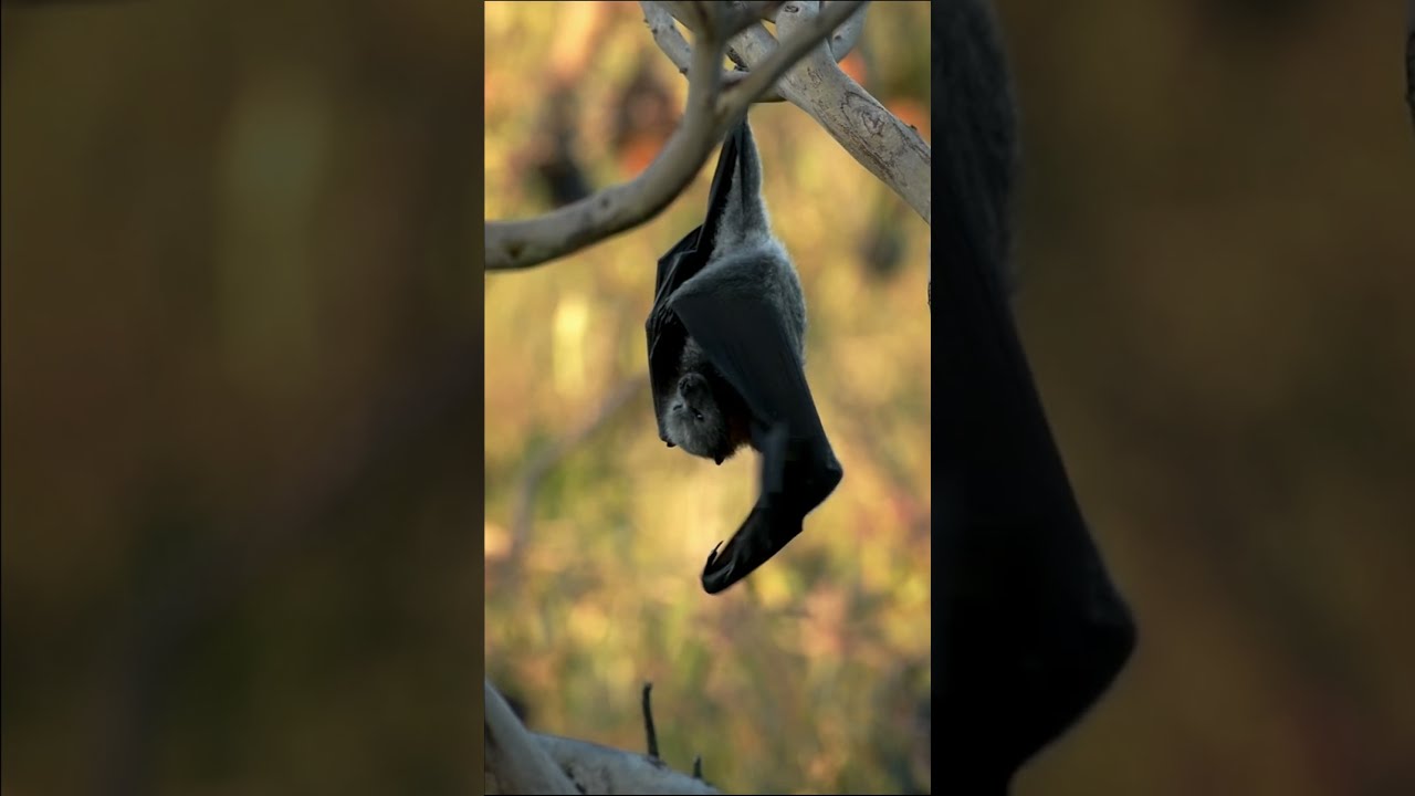 Bats play an ecological role in the forest, as they carry seeds and pollinate trees 🦇 #Shorts #Earth