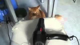 傻貓遇上吹風機