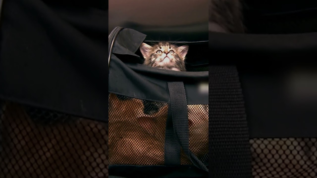 A Bag Full of Kittens! | Too Cute! | Animal Planet