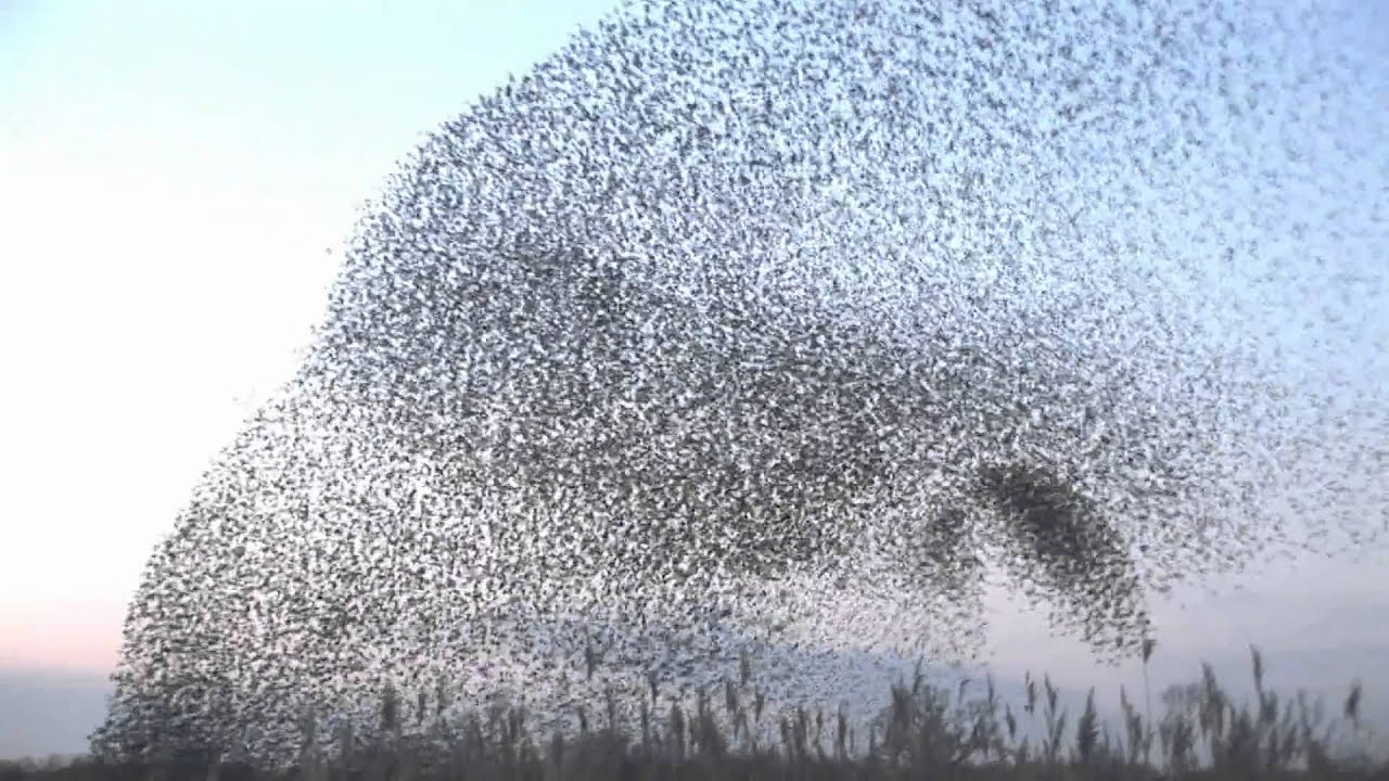 amazing starlings murmuration (full HD) -www.keepturningleft.co.uk ...