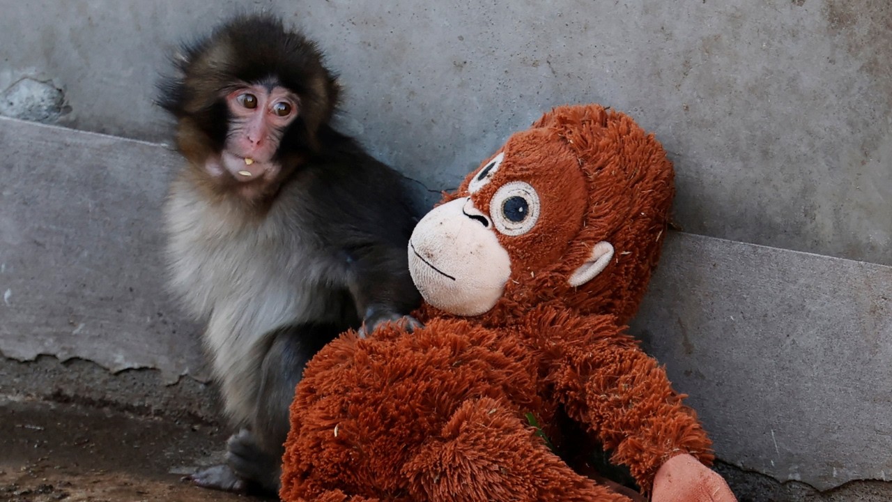 Abandoned baby monkey 'Punch' finds comfort in stuffed orangutan
