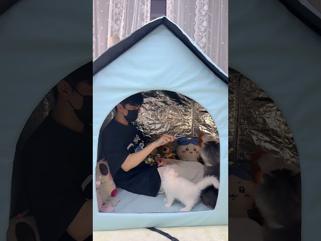 又给自己置办了一个大猫窝 #小奶猫的成长日记 #铲屎官的乐趣