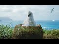 Baby Albatross Encounter Changes Life | Close Encounters | BBC Studios