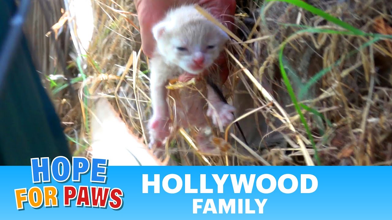 Sweet abandoned cat gives birth to kittens in a dangerous spot.