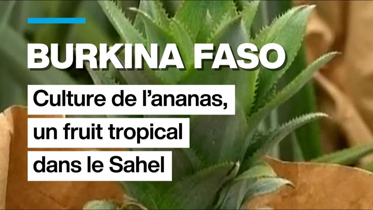 Burkina Faso : culture de l'ananas, un fruit tropical dans le Sahel • FRANCE 24