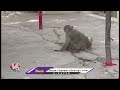 Monkey Fear Haunts People Across Old Warangal Dist  | V6 News  - 03:00 min - News - Video