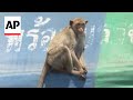 Wildlife authorities unveil monkey masterplan after macaques wreak havoc in central Thai town