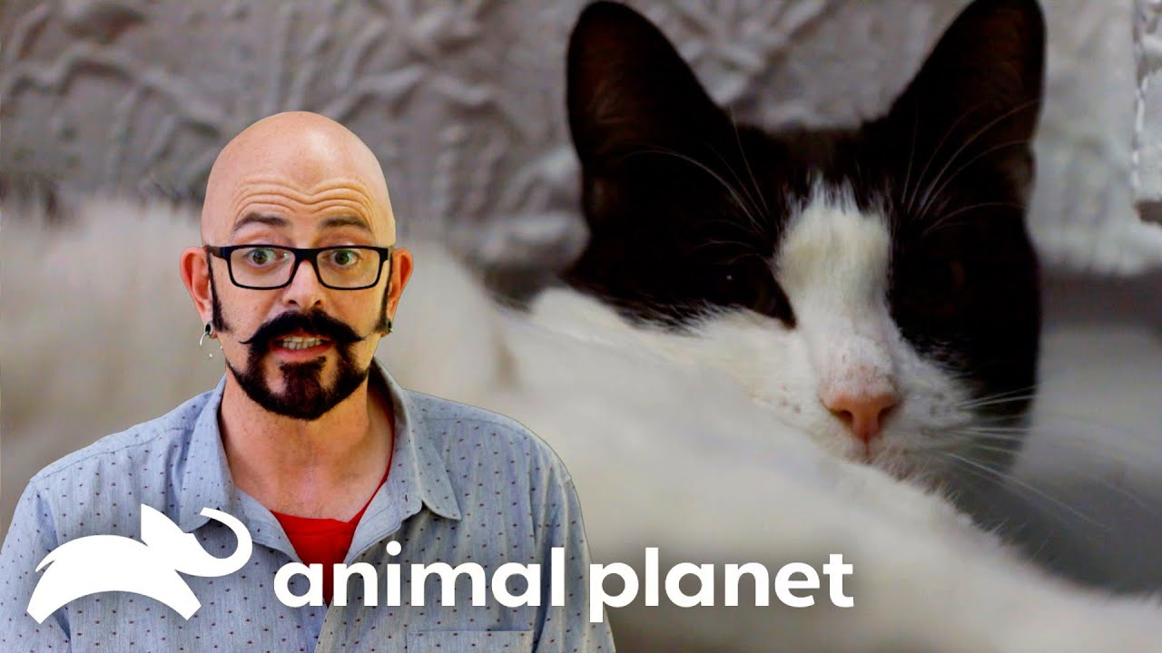 "Bad Kitty!" Cat Hates Owner | My Cat From Hell | Animal Planet