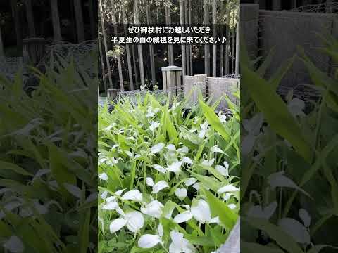 岡田の谷の半夏生園に行ってきました!!