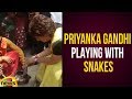 Watch: Priyanka Gandhi Plays With Snake At Election Campaign