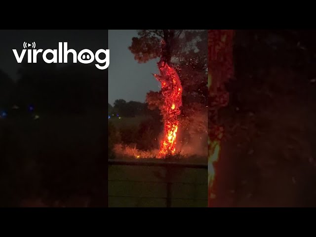 Tree Combusts After Lightning Strike || ViralHog