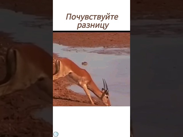 Они оба знают кто царь зверей🐊🦁