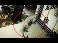 Dog chasing away leopard from house in Mumbai caught on CCTV