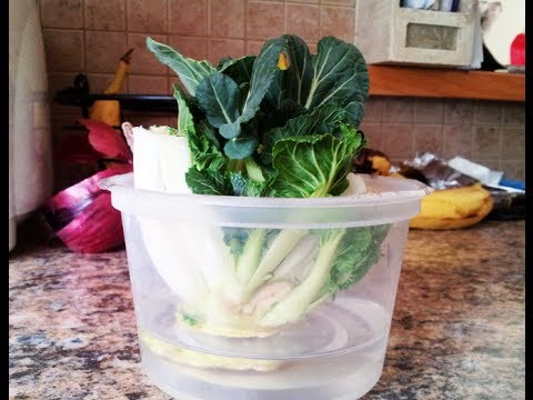 Regrow Bok Choy in Days! (Pak Choi)