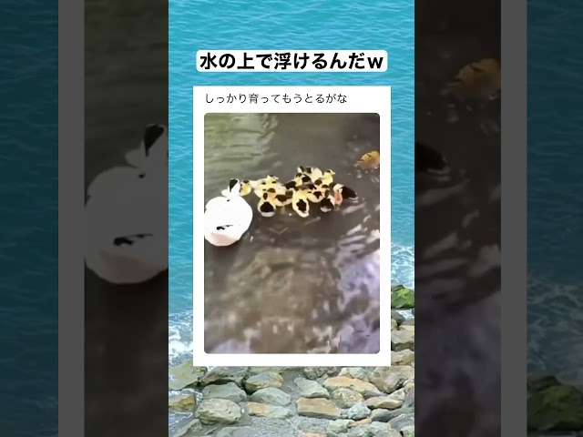 順応性高すぎｗｗｗ　#shorts #動物 #おすすめ