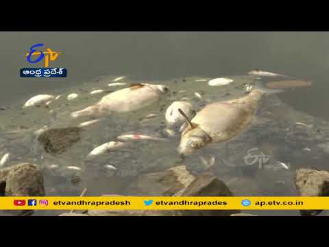 Mystery mass fish die-off in Germany's Oder river- A special story
