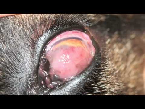 Hronični keratitis psa