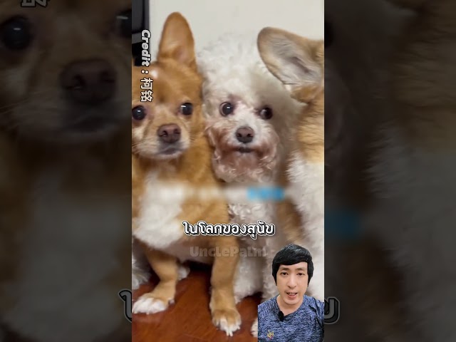 เขาทดลองว่าสุนัขเชื่อในเอฟเฟกต์พิเศษหรือไม่ #หมา #dog  #pets #ตลก #funny