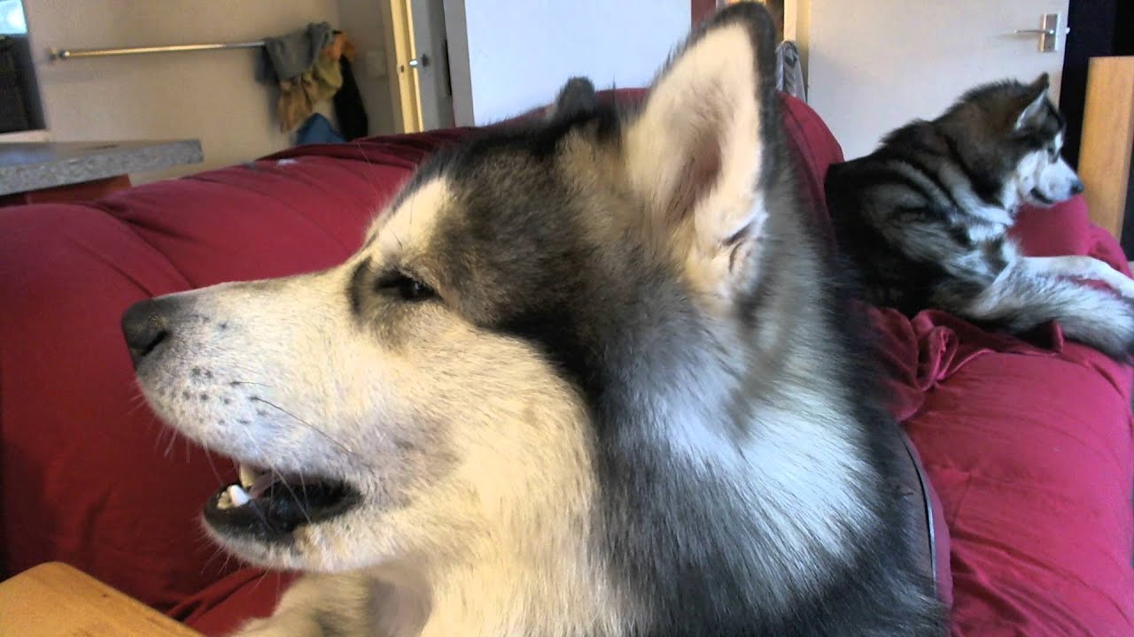 Alaskan Malamute Buck And Diesel Saying I Love You To Mishka The Talking Husky Youtube 0050