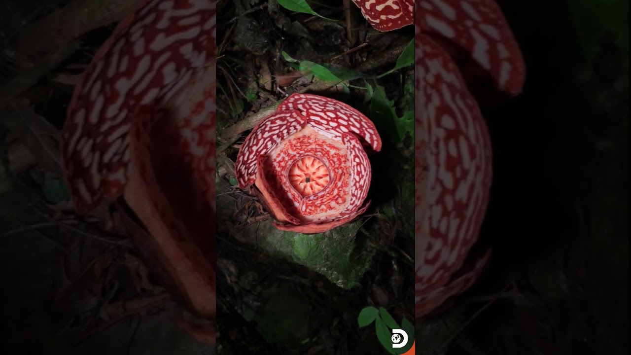 Deep in the rainforests of Indonesia lies a botanical marvel few ever witness in person.