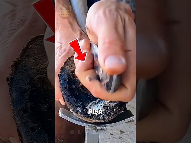 Perawatan Kuda Ini Bikin Kakinya Kayak Baru Lagi