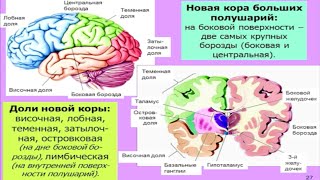 Мозг: общие принципы. Центры потребностей