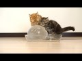 חתולים וכדור קרח