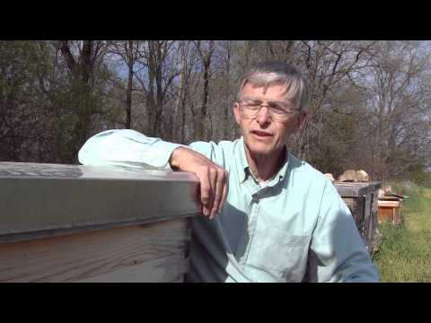 Queen of the Sun: What Are the Bees Telling Us?'