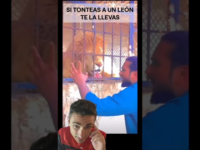 Si tonteas a un León te la llevas.#supervivencia #sabiasque #curiosidades