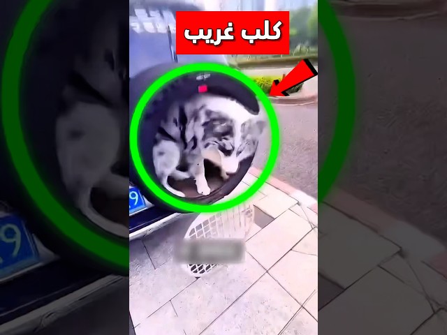 يريد يلعب مع كلبه المميز بطريقة رائعة وبعدها هذا اللي صار😳 #shorts #shortvideo #shortsviral