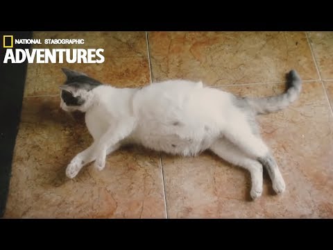 Pregnant Cat Giving Birth to 6 Kittens