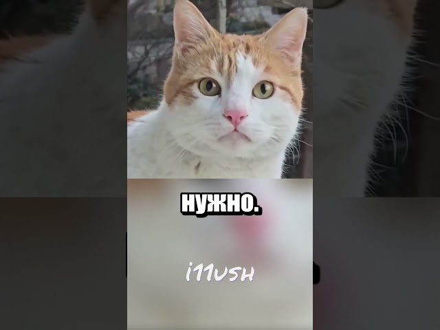 Кот абьюзер