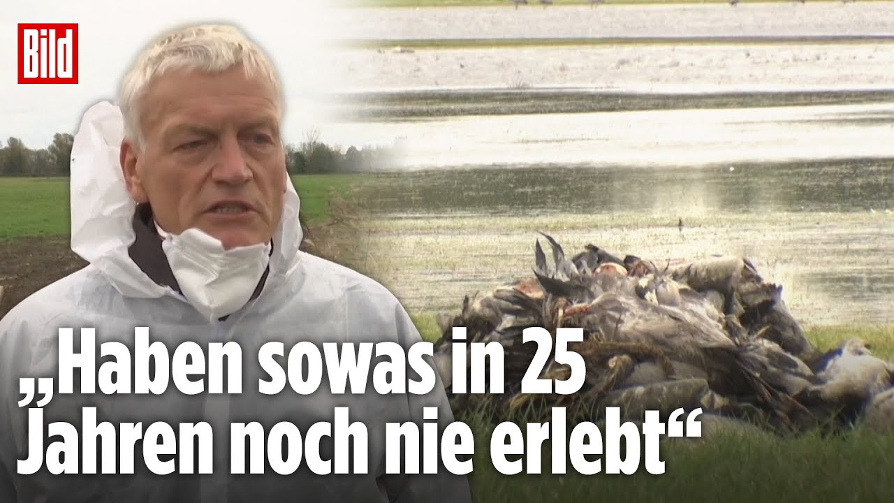 Brandenburg: Vogelgrippe tötet mehr als 1000 Kraniche