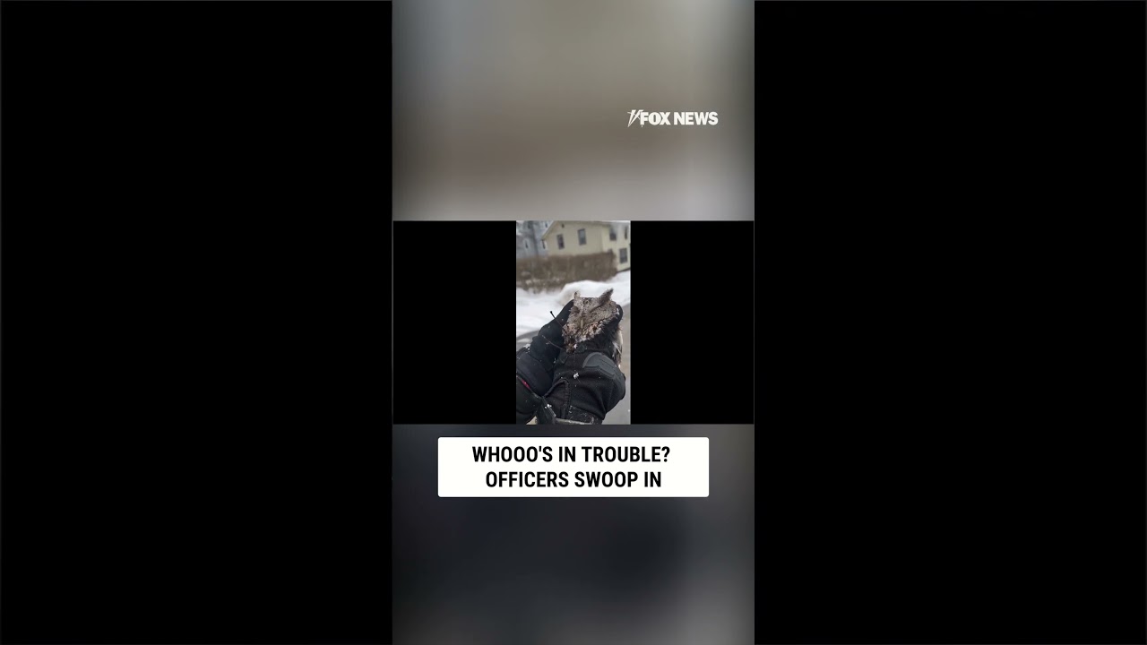 Whooo needed help? Syracuse owl saved!