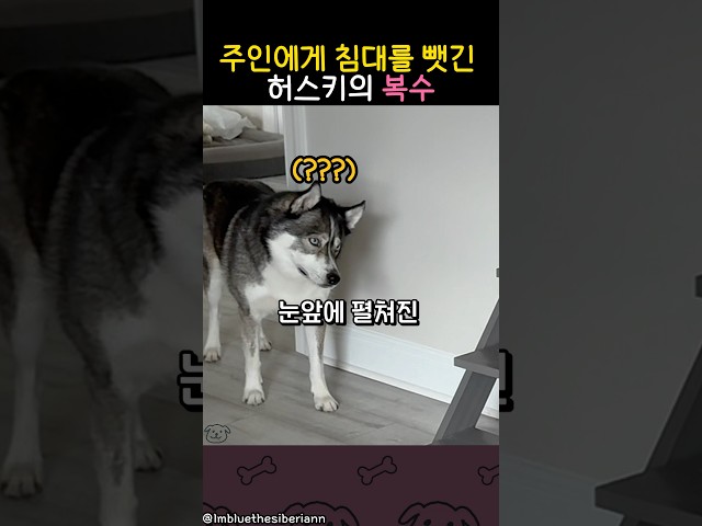 주인에게 침대를 뺏긴 허스키의 복수