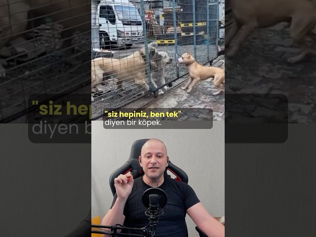 Siz Hepiniz Ben Tek #köpekadam #çağrıaracı #dogshorts #köpek #köpekler #apbt #pitbull #kangal #dog
