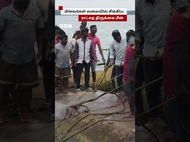 இவ்வளவு பெரிய மீனா? மீனவர்கள் வலையில் சிக்கிய ராட்சத திருக்கை