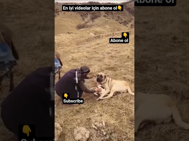 THE BEST SHEPHERD DOG , KANGAL #animals #dog #dogs #youtubeshorts #shorts #short #subscribe #fyp