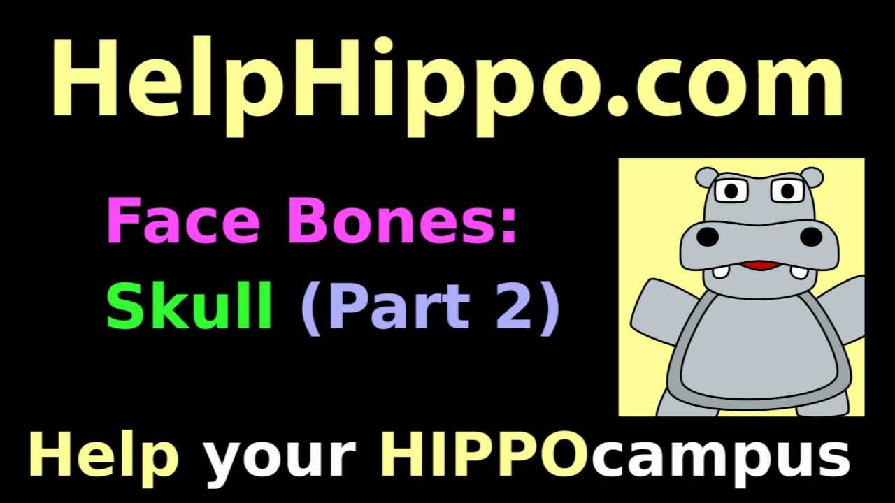 facial-bones-dirty-skull-anatomy-mnemonic-2-3-viscerocranium