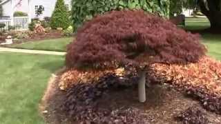 Mikes BackyardNursery - YouTube