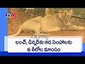 19 lions under TTD wing, in zoo park at Tirupati